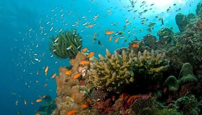 এবার ক্যান্সার সারাবে ন্যানোবোট