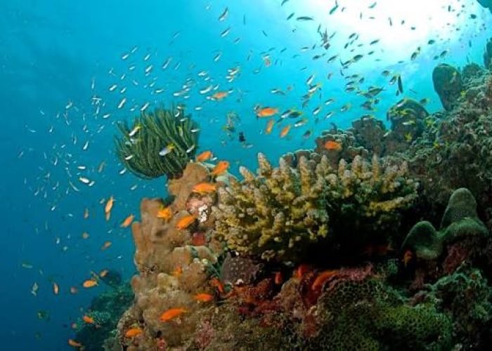 এবার ক্যান্সার সারাবে ন্যানোবোট